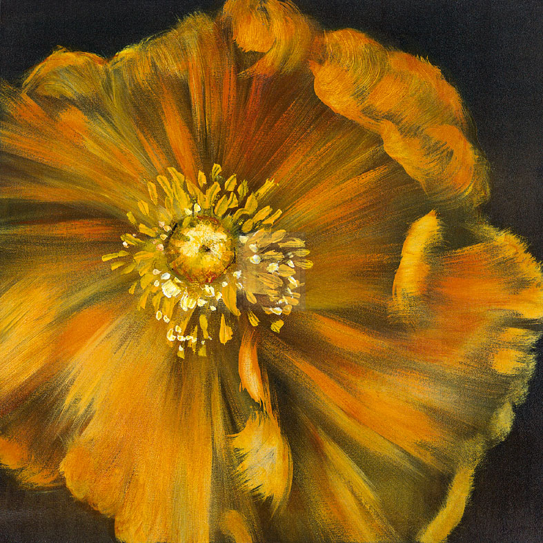 Chocolate Poppy IV - Dysart