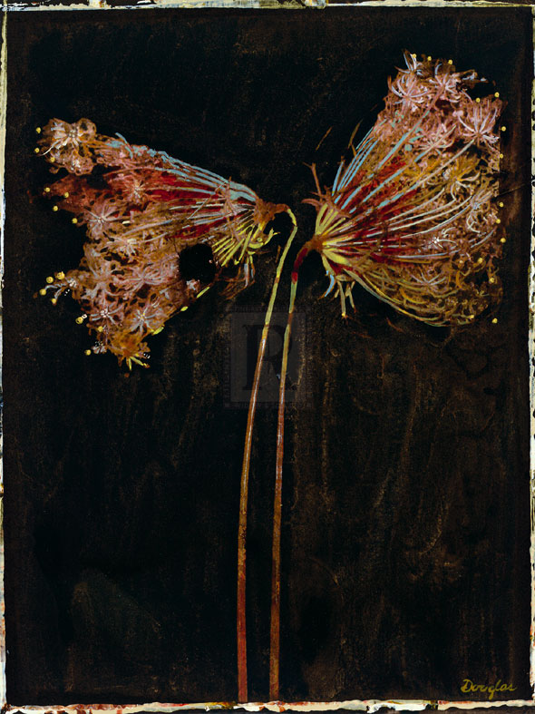 Floral Negative II - Douglas