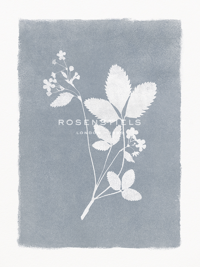 Floral Silhouette - Leaf - Thomas  Hazlehurst