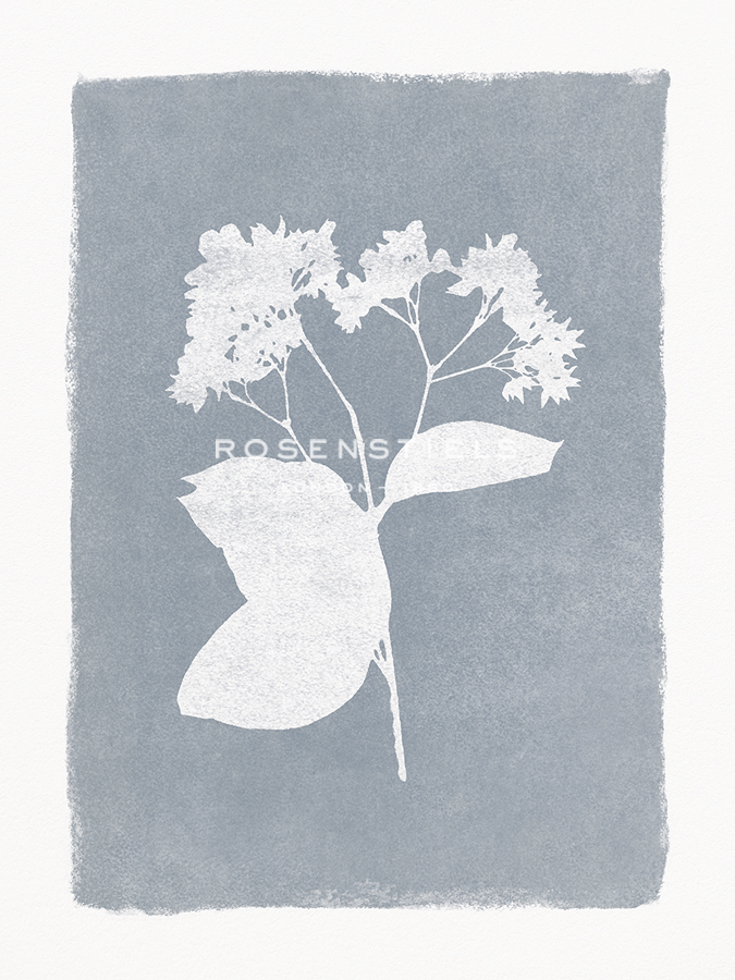 Floral Silhouette - Bud - Thomas  Hazlehurst