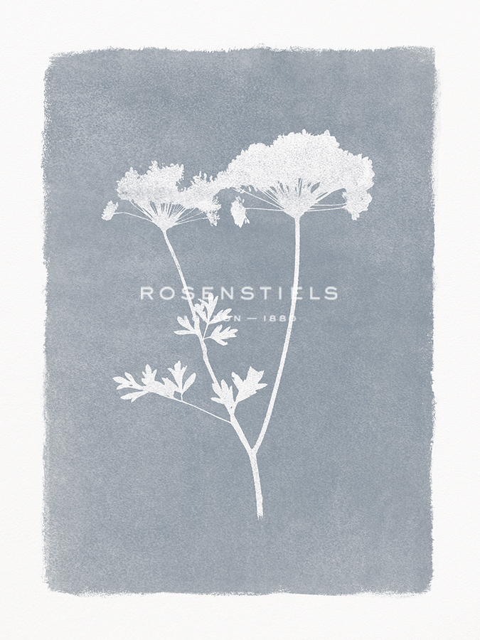 Floral Silhouette - Bloom - Thomas  Hazlehurst